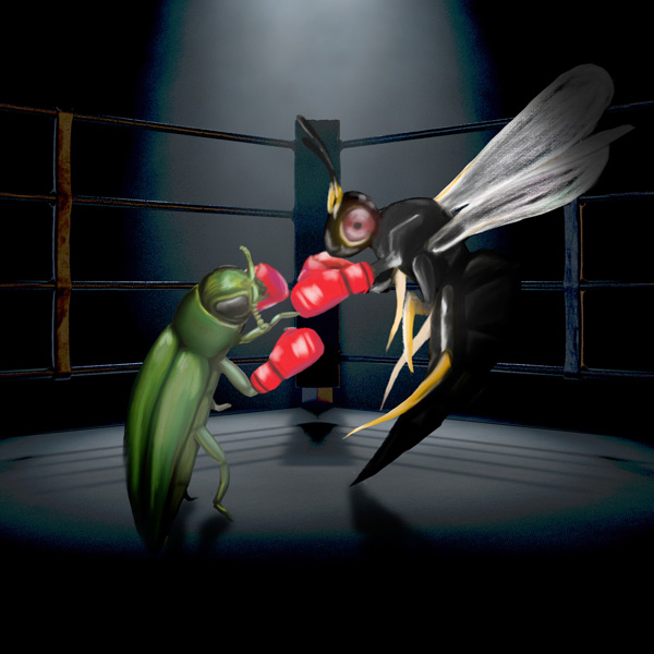 Bug fight: the emerald ash borer vs. parasitic wasps Bug fight: the emerald ash borer vs. parasitic wasps