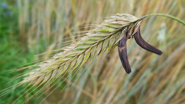 Une plante avec le champignon Claviceps