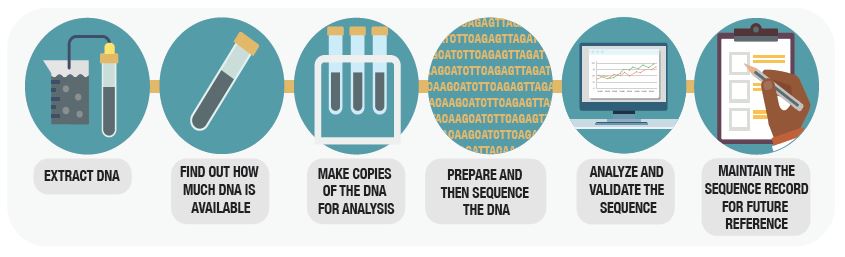 Picture - How we create a DNA barcode. Description follows.