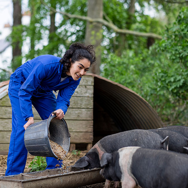 Agricultrice nourrissant des porcs dans une auge à l'extérieur