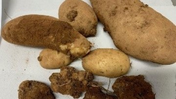 La galle verruqueuse de la pomme de terre à PEI