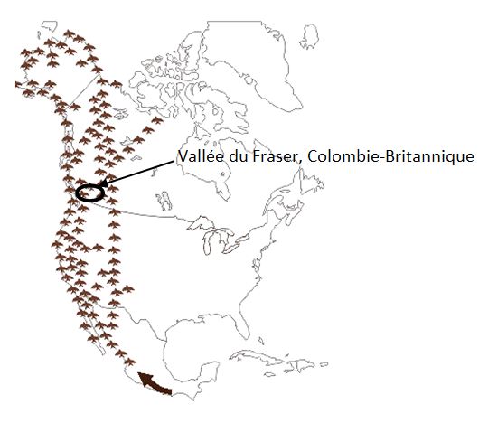 Photo - Voie migratoire du Pacifique. Description ci-dessous.