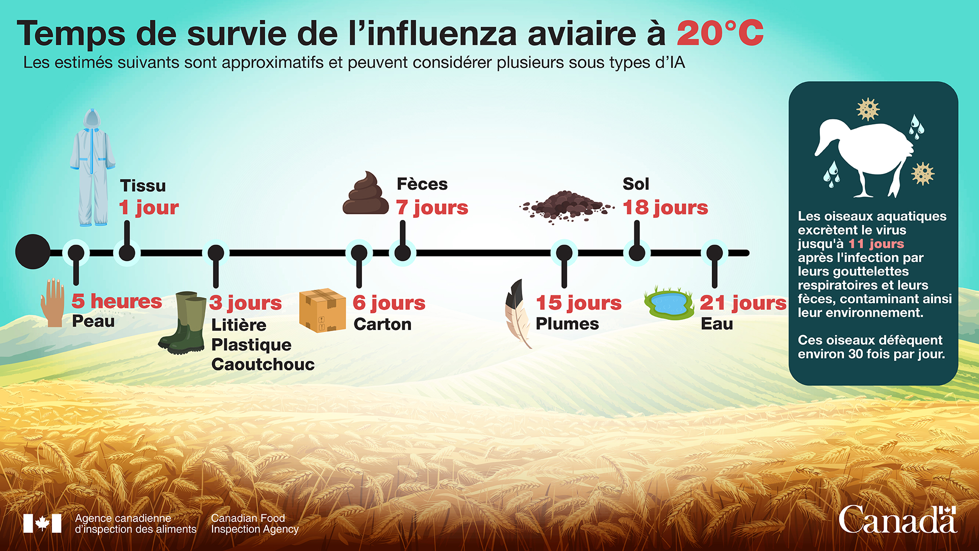 Infographie : Temps de survie de l'influenza aviaire à 20 degrés Celsius. Description ci-dessous.