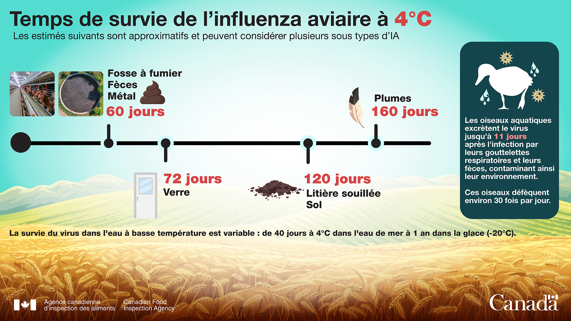 Infographie : Temps de survie de l'influenza aviaire à 4 degrés Celsius. Description ci-dessous.