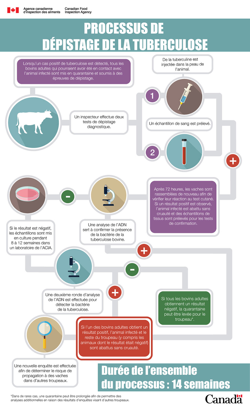 Infographie : Séquence des épreuves de dépistage de la tuberculose. Description ci-dessous.
