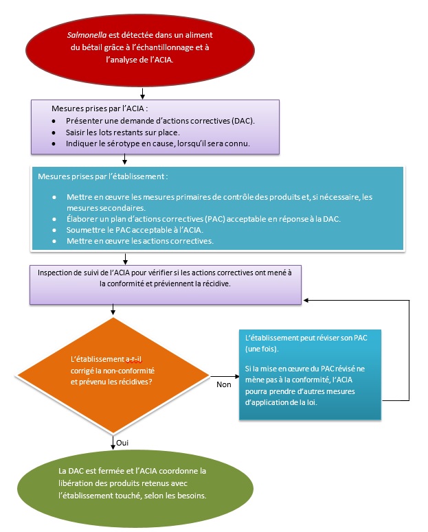 Photo - Sommaire des mesures à prendre lors de la détection de Salmonella. Description ci-dessous..