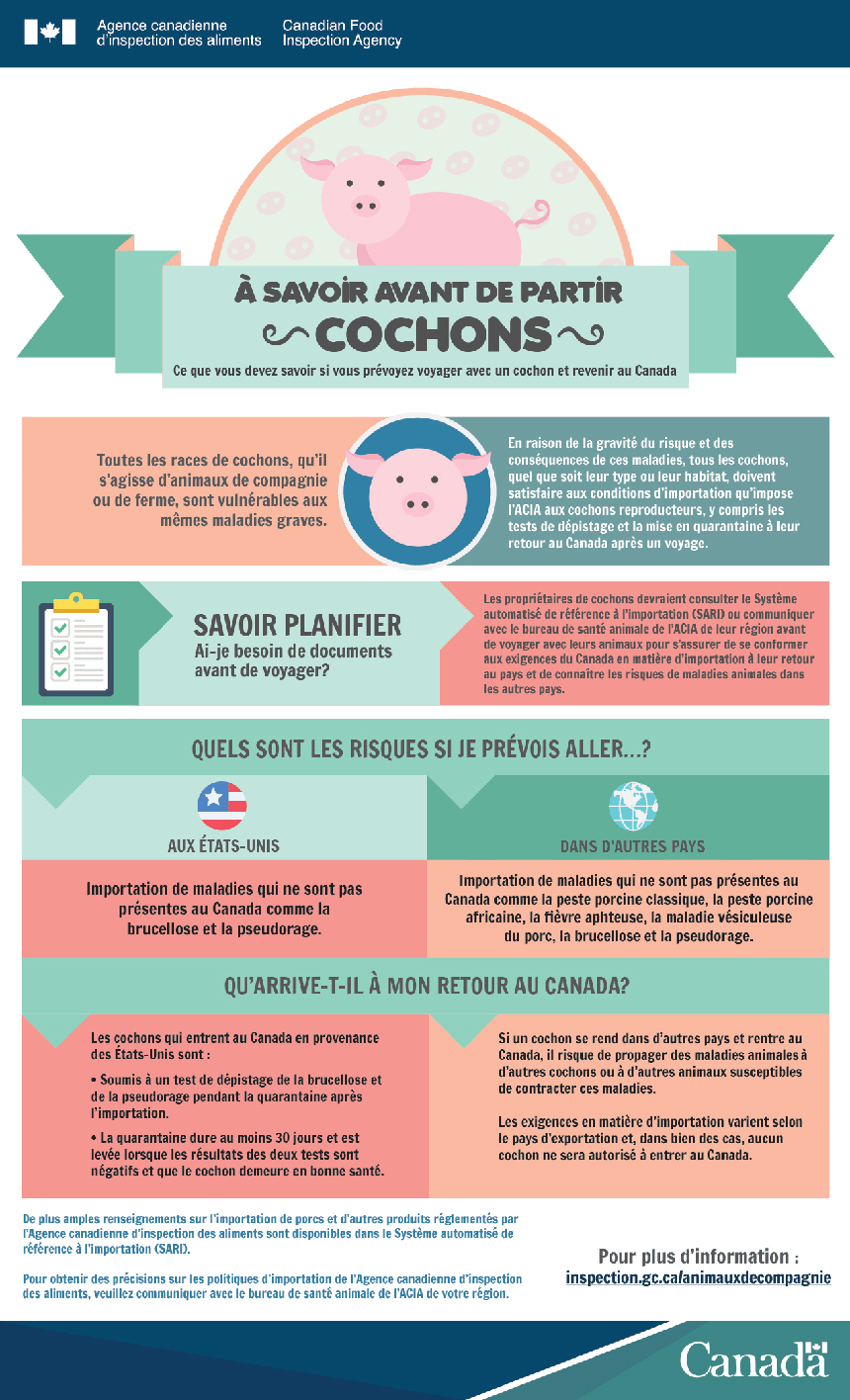 Infographie de cochon. Description ci-dessous.