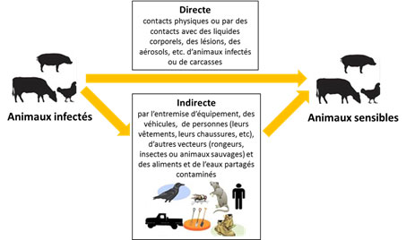 Les deux voies communes de propagation de maladies. La description suit.