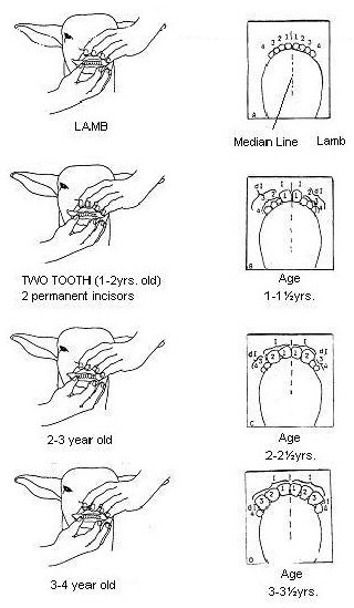 Small Ruminant Dentition. Description follows.