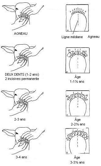Dentition des petits ruminants. Description ci-dessous.