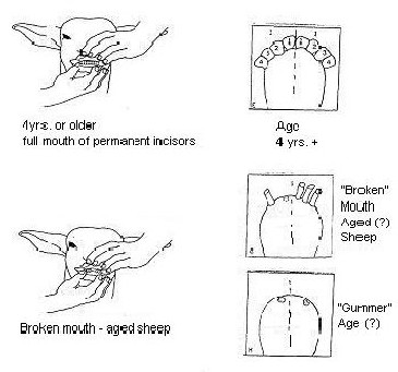 Small Ruminant Dentition. Description follows.