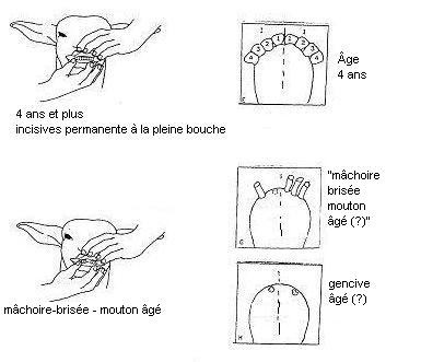 Dentition des petits ruminants. Description ci-dessous.