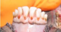 Sheep Age Verification Using Dentition - Example 1: sheep dentition under age 12 months