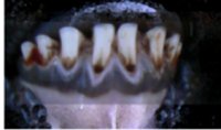 Sheep Age Verification Using Dentition - Example 2: sheep dentition under age 12 months