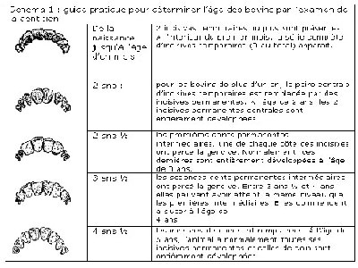 Image – Dentition. La description suit.