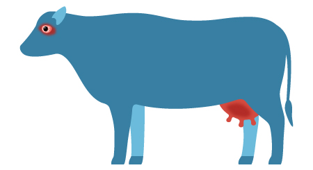 exemple d'une vache ayant un cancer à l'œil et une inflammation du pis.