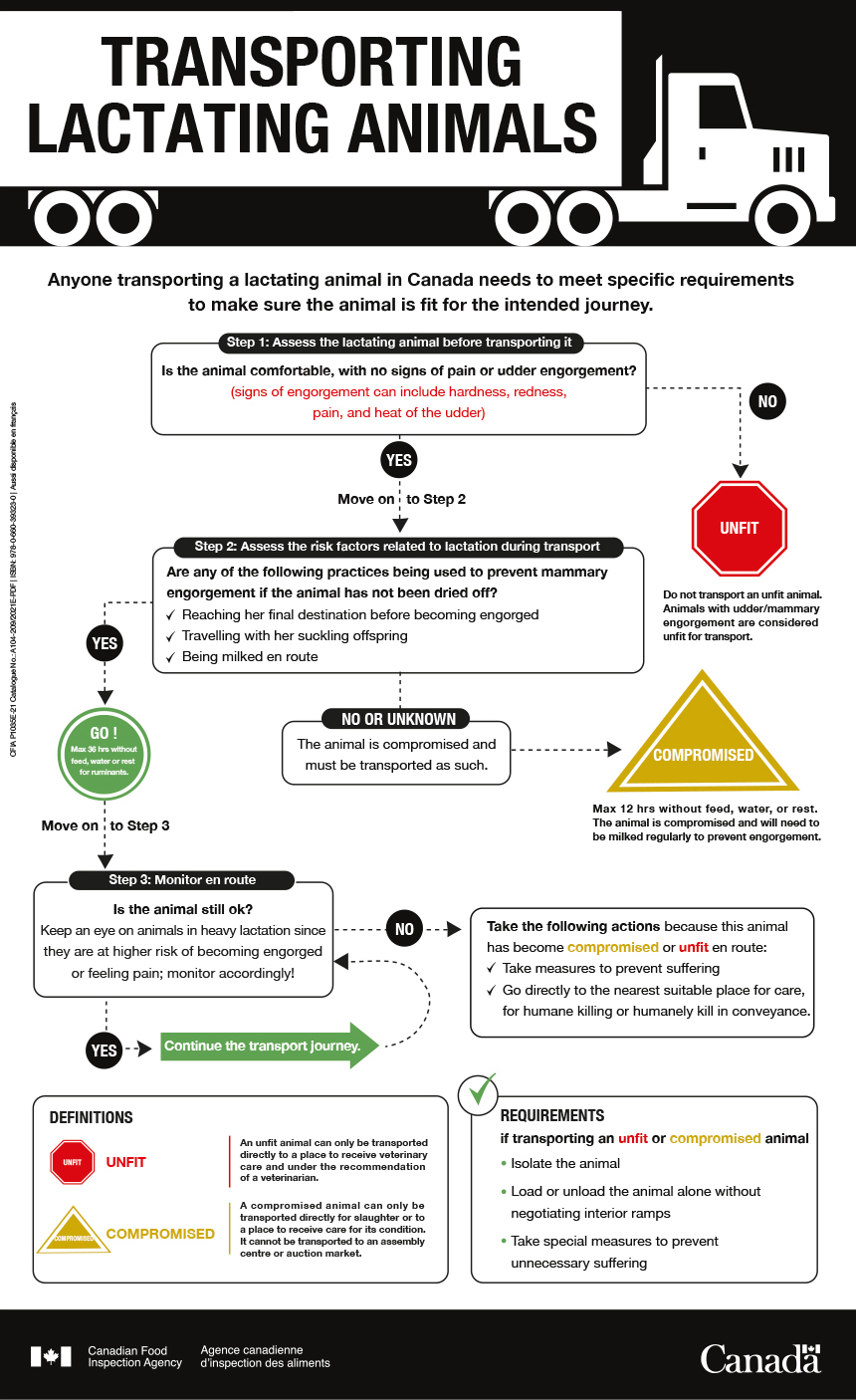 Transport of lactating animals - description follows