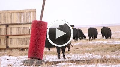 Video: What is bovine TB?