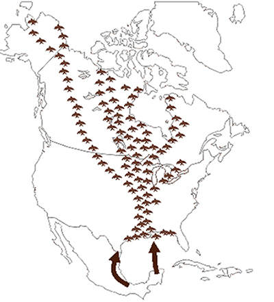 La voie migratoire du Mississippi. Description ci-dessous.