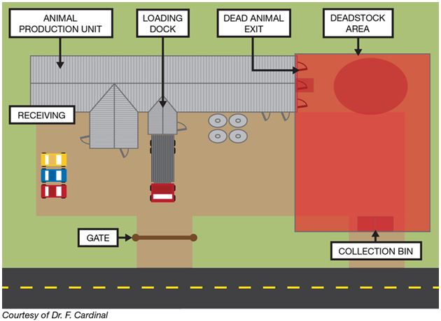 Dr. F Cardinal's illustration of a deadstock area located away from the production units on a farm.