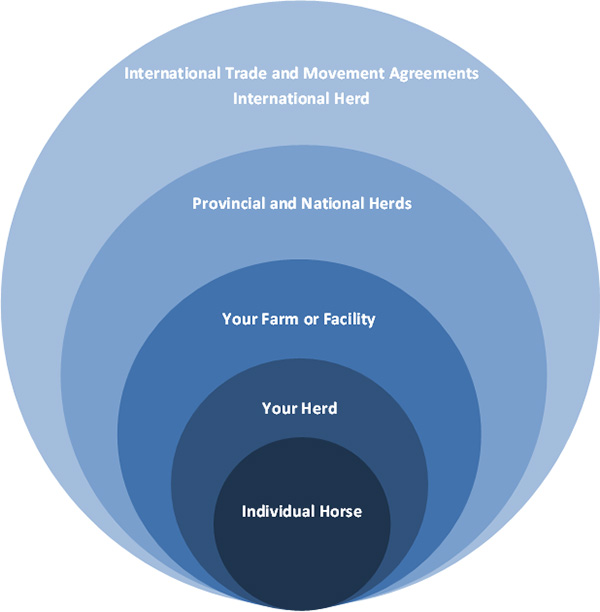 Your Horse - Part of a Larger Herd