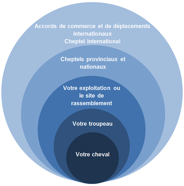 Votre cheval - Membre d'un plus grand cheptel