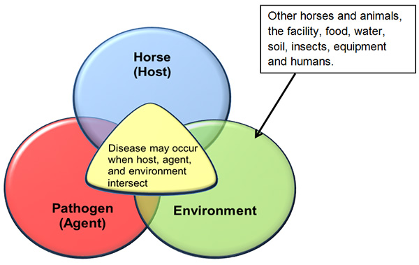 The Disease Triad