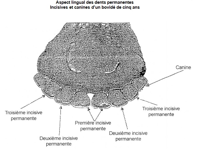 Figure I : Aspect lingual des dents permanentes