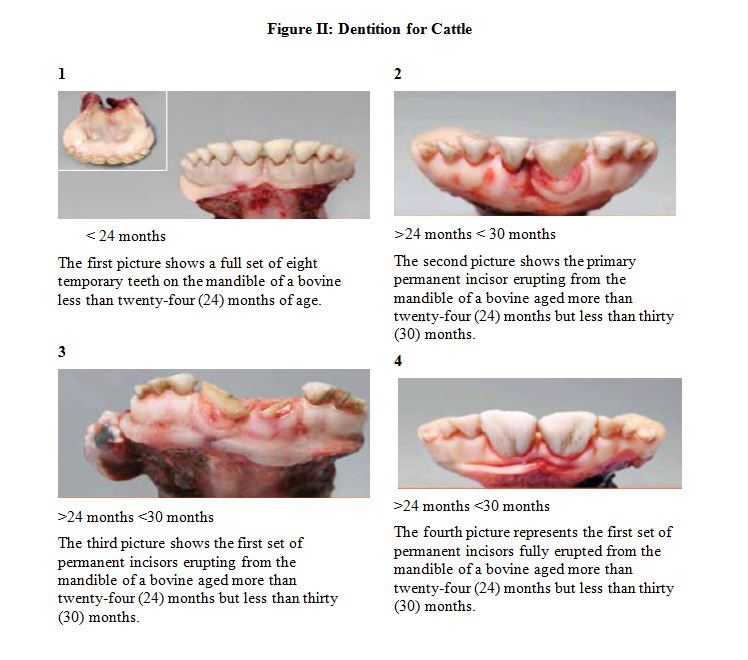Figure II : Photos de la dentition des bovins