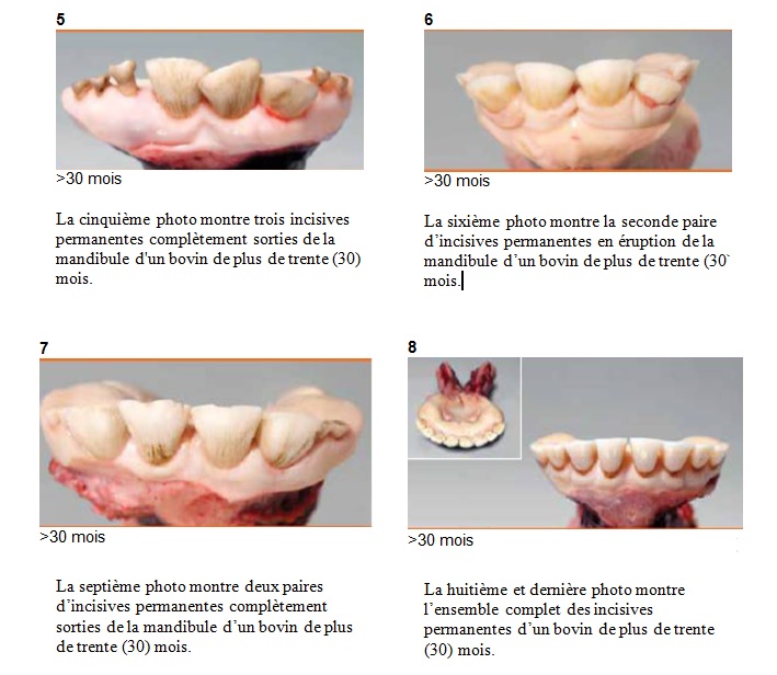 Figure II : Photos de la dentition des bovins
