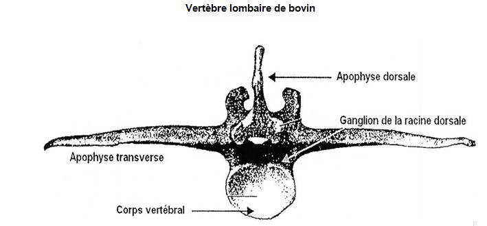 Figure II : Vertèbre lombaire de bovin