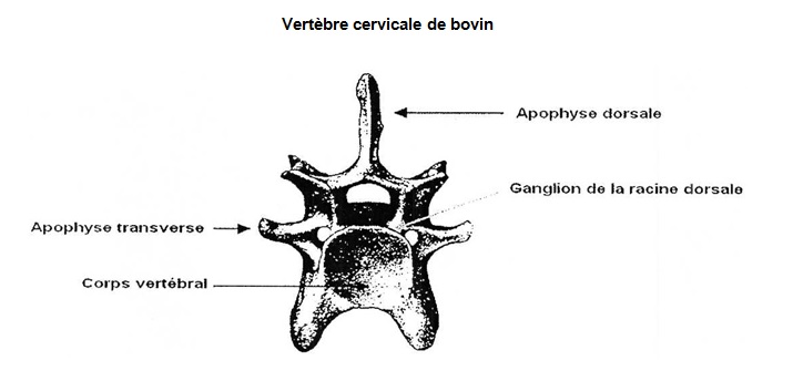Figure II : Vertèbre lombaire de bovin