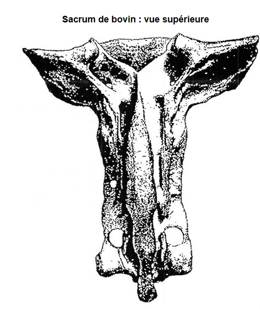 Figure III : Sacrum de bovin : vue ventrale
