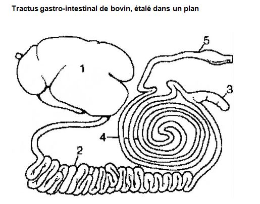 Tractus gastro-intestinal de bovin
