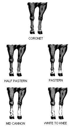 Equine legs markings. Description follows.