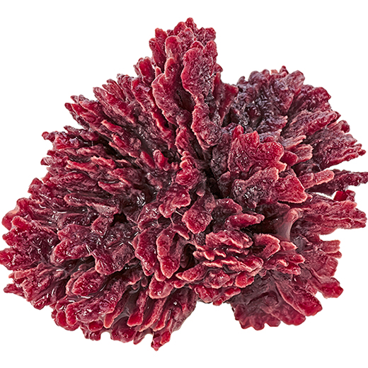 struvite magnified