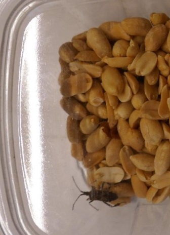 Image 2 - Live insects in packaged food