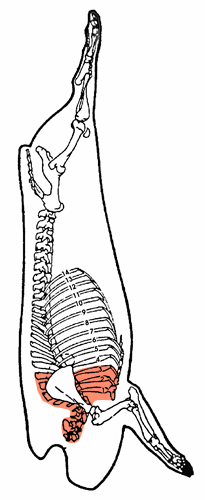 Os du cou