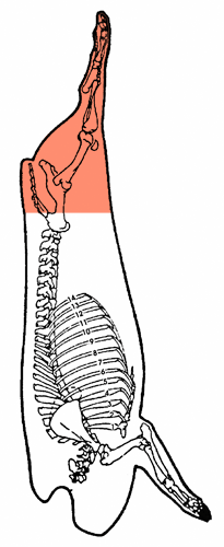 Fesse