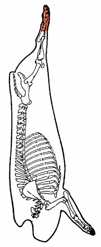 Pied (pied arrière)