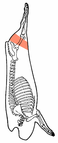 Fesse centre