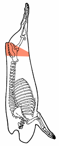 Fesse bout croupe