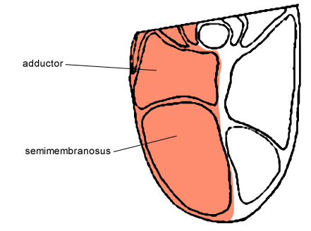 Fesse intérieur