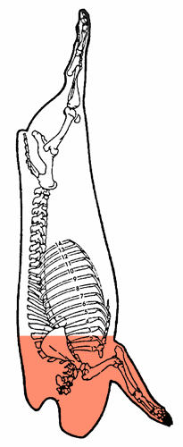 Épaule