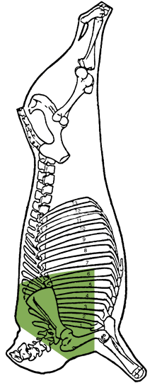 Description of shoulder, double