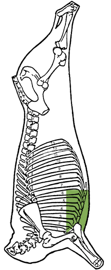 Description of breast