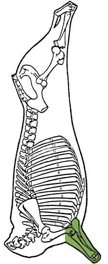 Description of shank (foreshank)