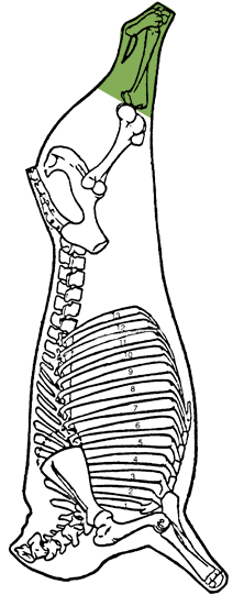 Description of Shank (Hind Shank)