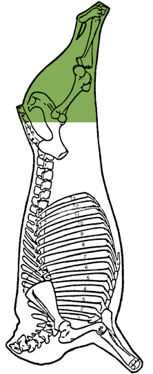 Description of leg, short cut
