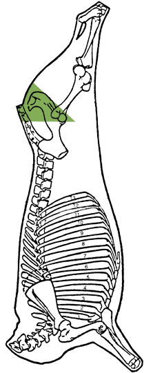 Description of rump